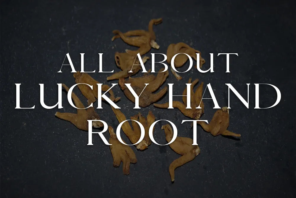 Lucky Hand Root: Magickal Properties & Uses