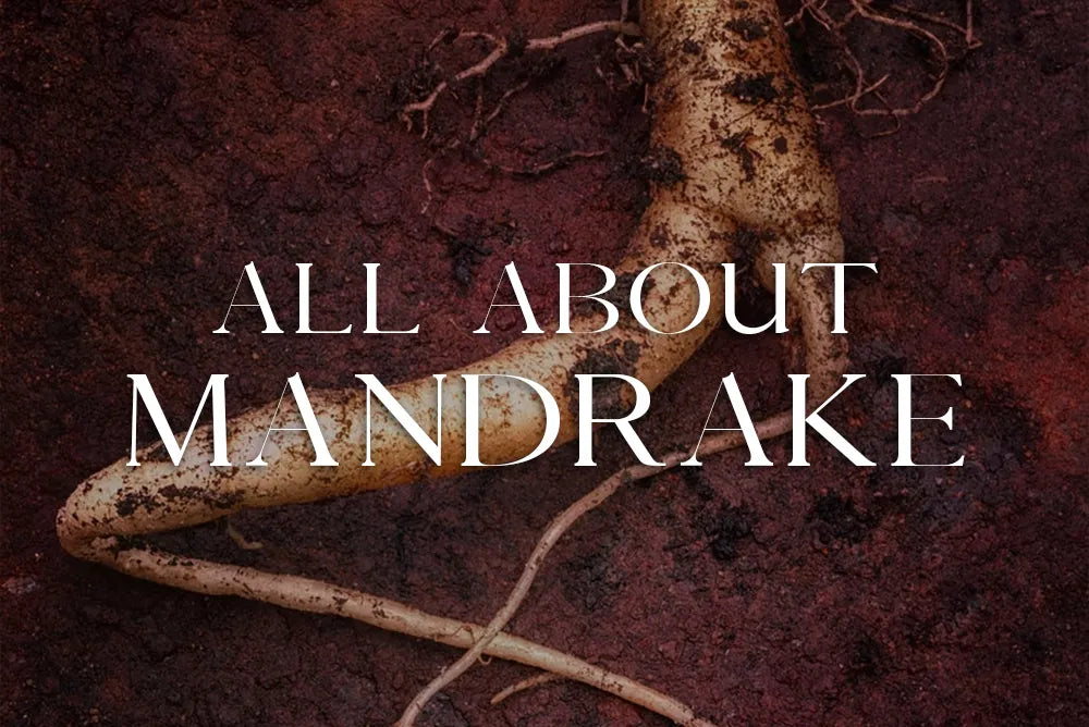 Mandrake: Magickal Properties & Uses