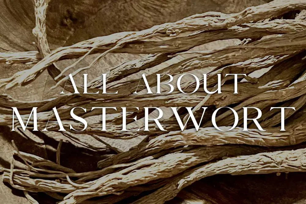 Master Root Real Root Master Root | Masterwort: Magickal Properties & Uses