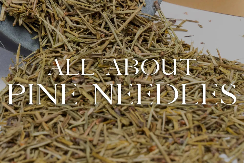 Pine Needles: Magickal Properties & Uses