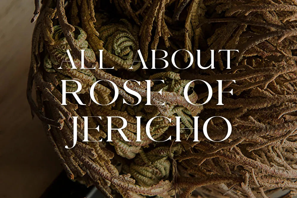 Rose of Jericho: Magickal Properties & Uses