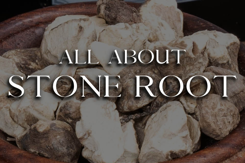 Stone Root: Magickal Properties & Uses