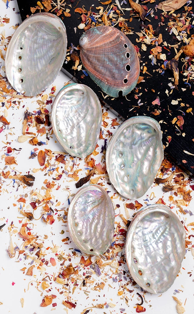 Abalone Shells for Witchcraft and Rituals