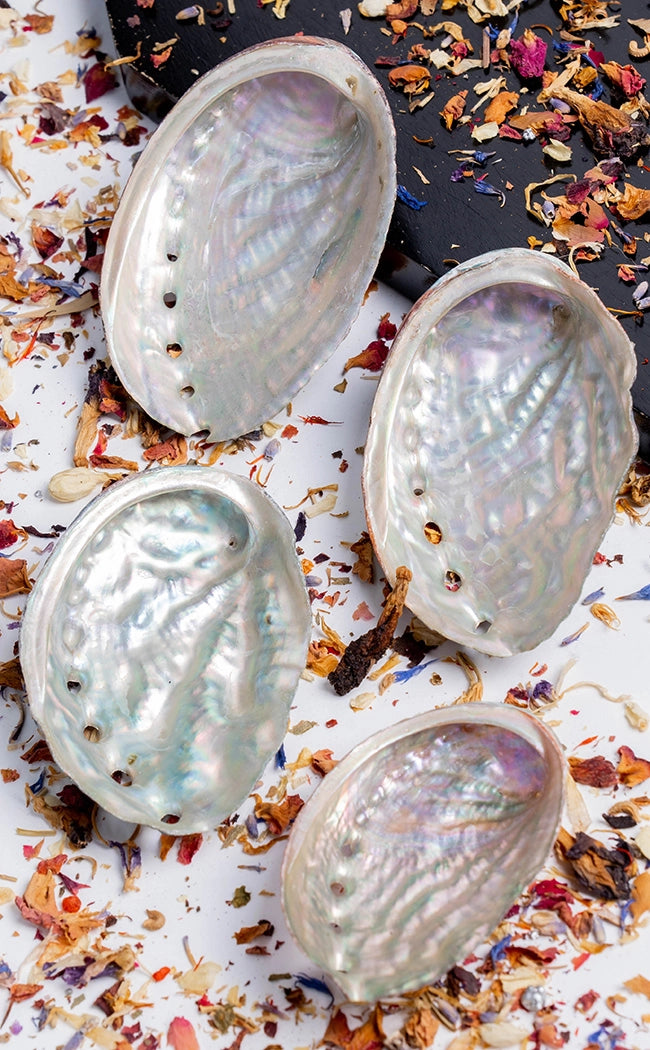 Shell Witchcraft Abalone Shells for Witchcraft and Rituals