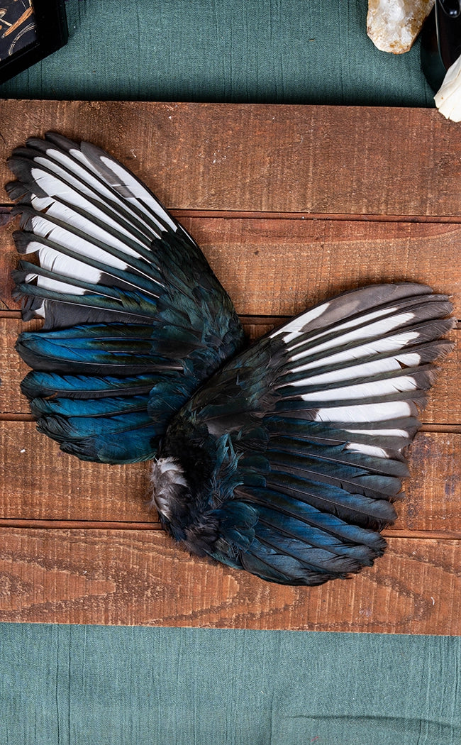 Taxidermy Pair of Magpie Wings