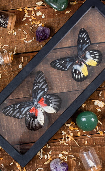 Dual-Butterflies-in-Display-