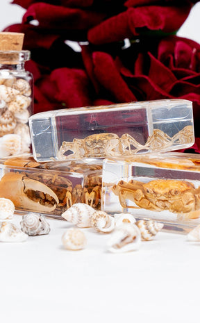 Fiddler Crab in Resin Curiosity-Oddities & Curiosities-Tragic Beautiful