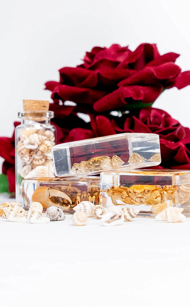 Fiddler Crab in Resin Curiosity-Oddities & Curiosities-Tragic Beautiful