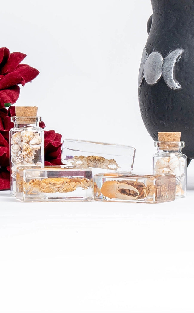 Fiddler Crab in Resin Curiosity-Oddities & Curiosities-Tragic Beautiful