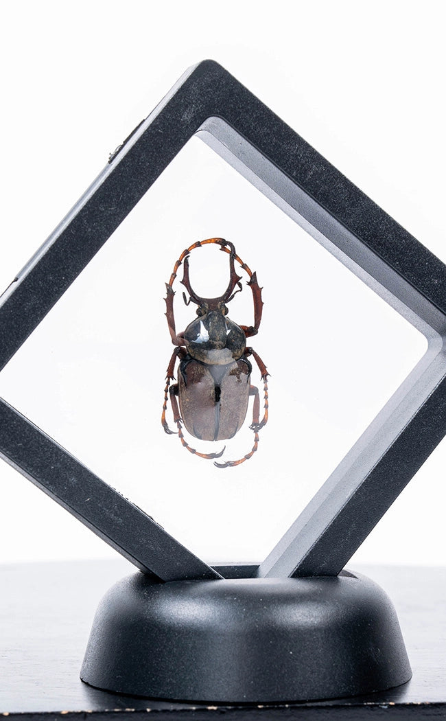 Genuine Beetle in Display Case Curiosity