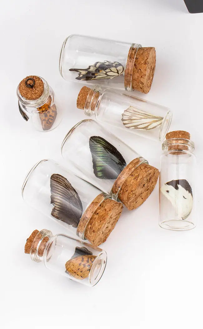 Glass Vial with Butterfly Wing-Homewares-Tragic Beautiful
