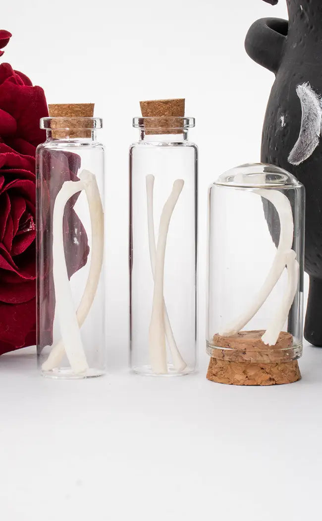 Fox Rib Bone Glass Vial with Ethically Sourced European Red Fox Rib Bone