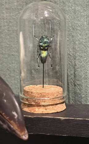 Taxidermy Mini | Beetles in Glass Domes