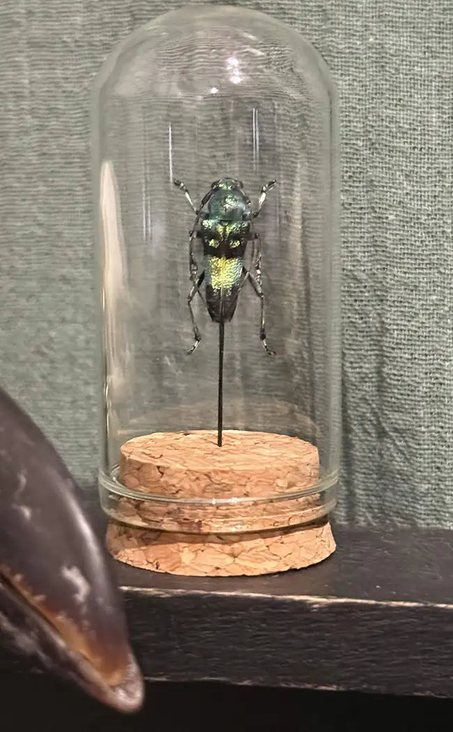 Taxidermy Mini | Beetles in Glass Domes