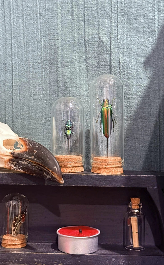 Taxidermy Mini | Beetles in Glass Domes