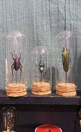 Taxidermy Mini | Beetles in Glass Domes