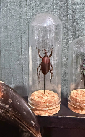 Taxidermy Mini | Beetles in Glass Domes