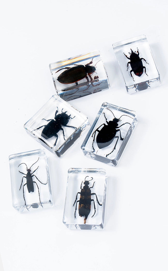 Insects in Resin Curiosity | Beetles