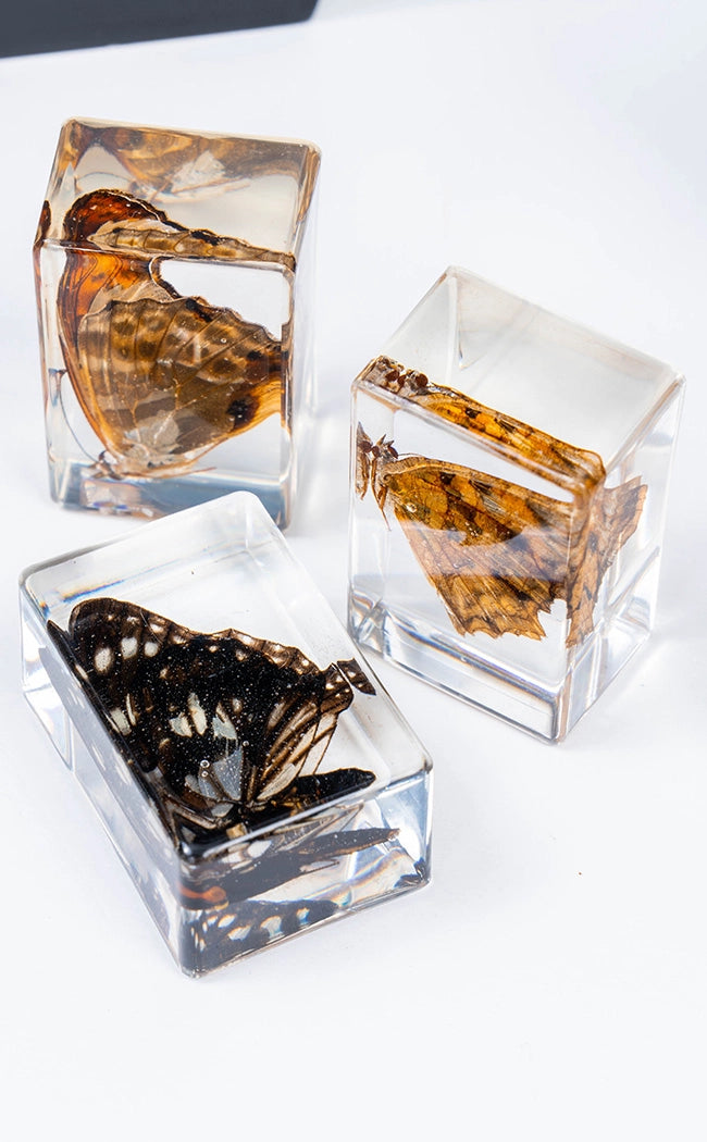 Insects in Resin Curiosity | Butterflies