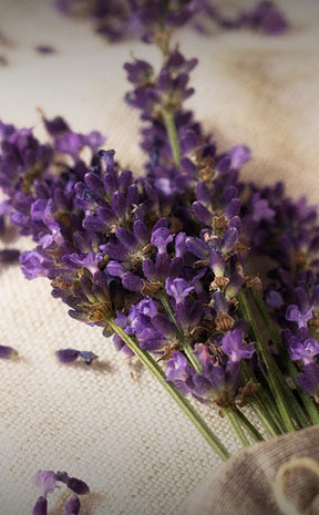 Lavender | Witchcraft Herbs