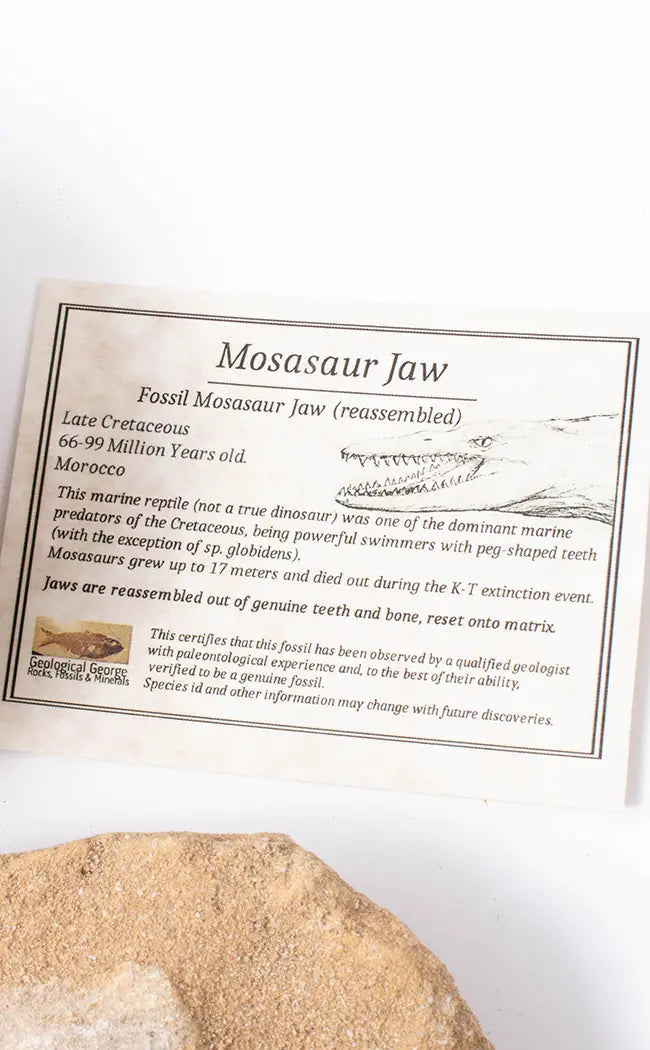 Mosasaur Jaw Fossil In Matrix