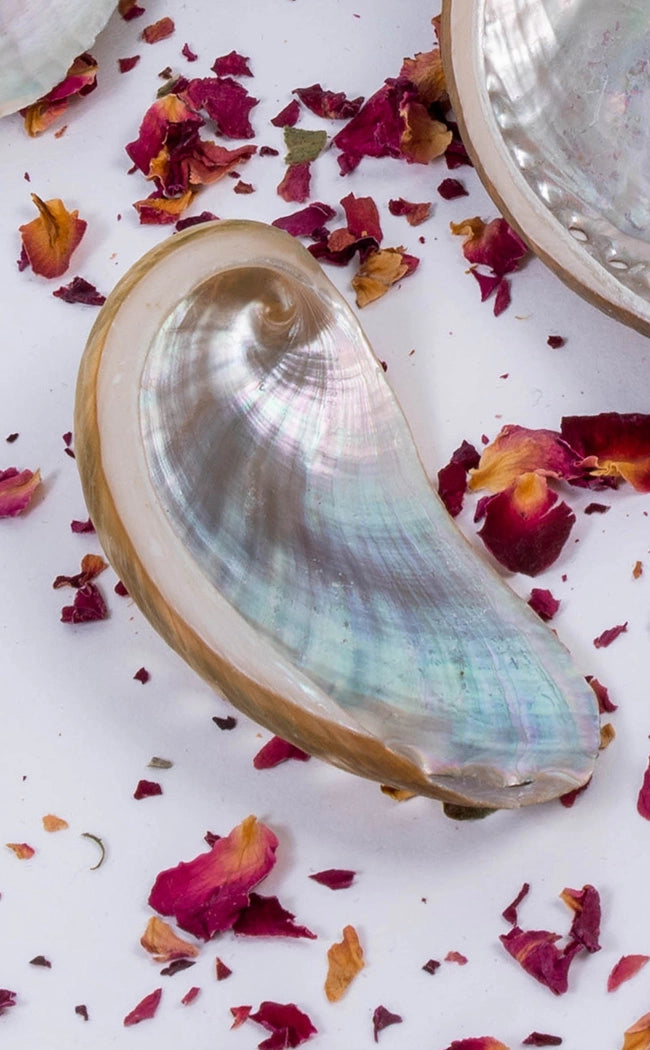 Shell Witchcraft Abalone Shells for Witchcraft and Rituals