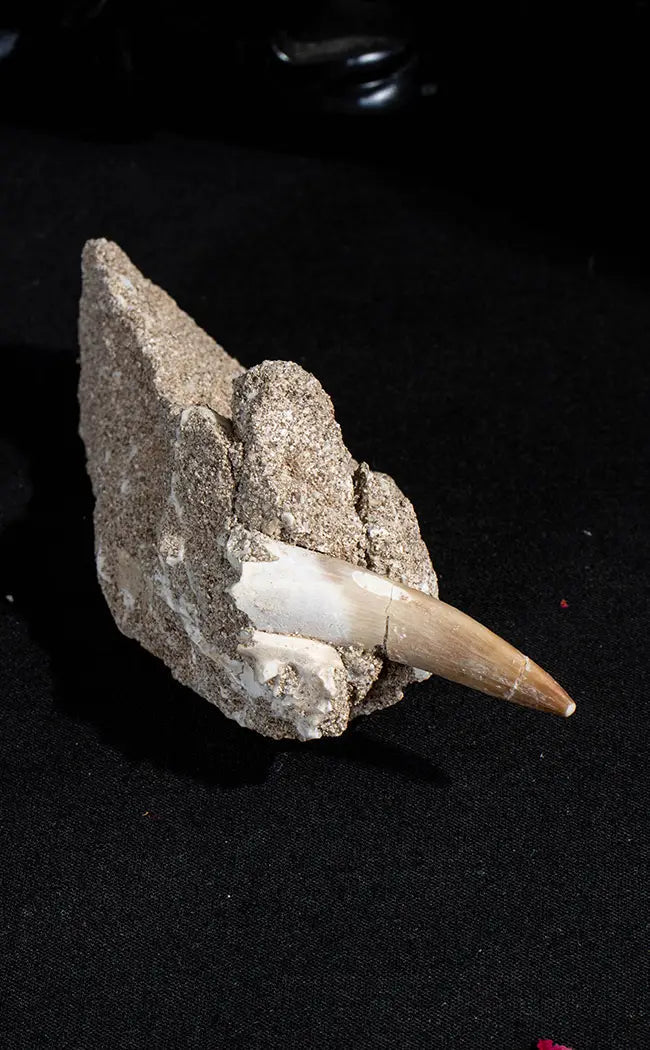 Plesiosaur Tooth Fossil In Matrix | Rare