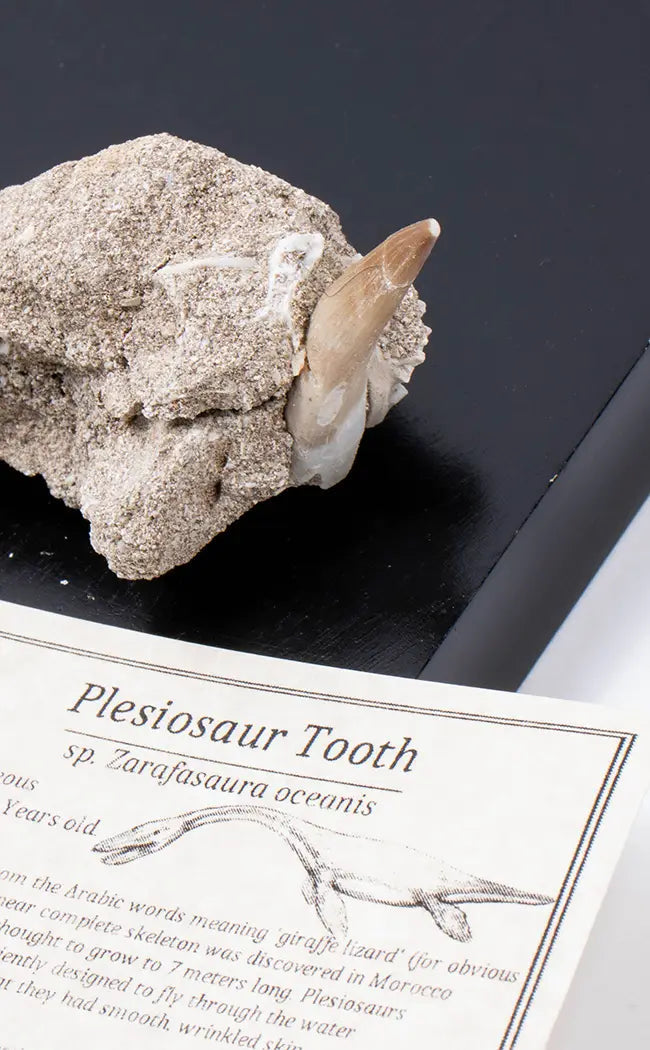 Plesiosaur Tooth Fossil In Matrix | Rare