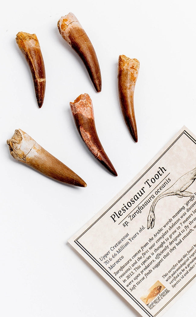 Plesiosaur Tooth Fossil | Rare