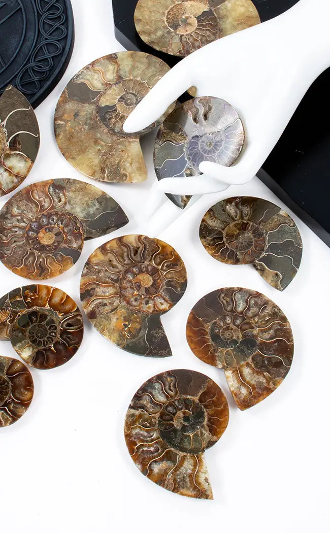 Polished Ammonite Fossil Pairs With Ammolite Opal Edges
