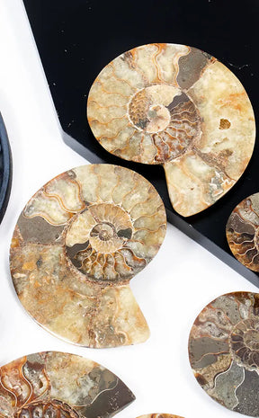 Polished Ammonite Fossil Pairs With Ammolite Opal Edges-Crystals-Tragic Beautiful