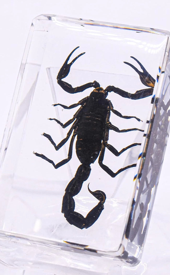Scorpions in Resin Curiosity