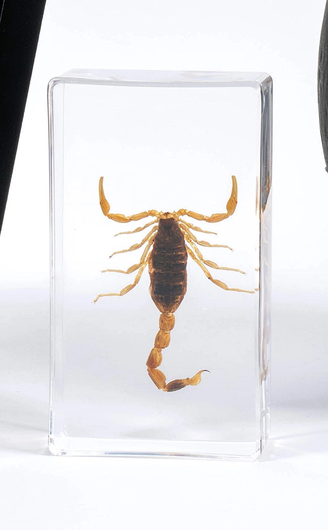 Scorpions in Resin Curiosity