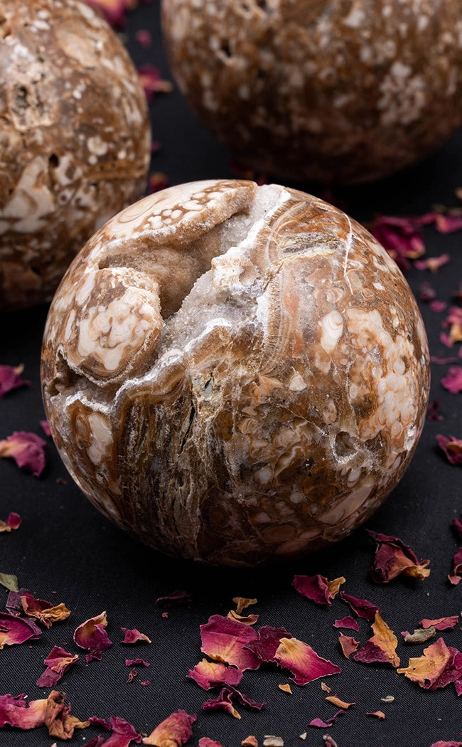 Shell Fossil Spheres | Large