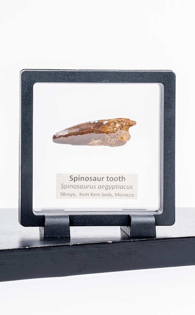 Spinosaurus Tooth Fossil in Display Case