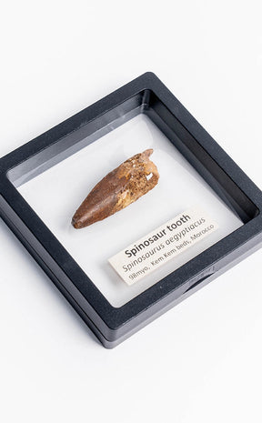 Spinosaurus Tooth Fossil in Display Case