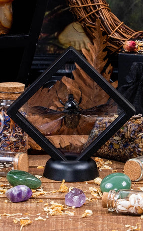 Spread Beetles in Display Case Curiosity-Oddities & Curiosities-Tragic Beautiful