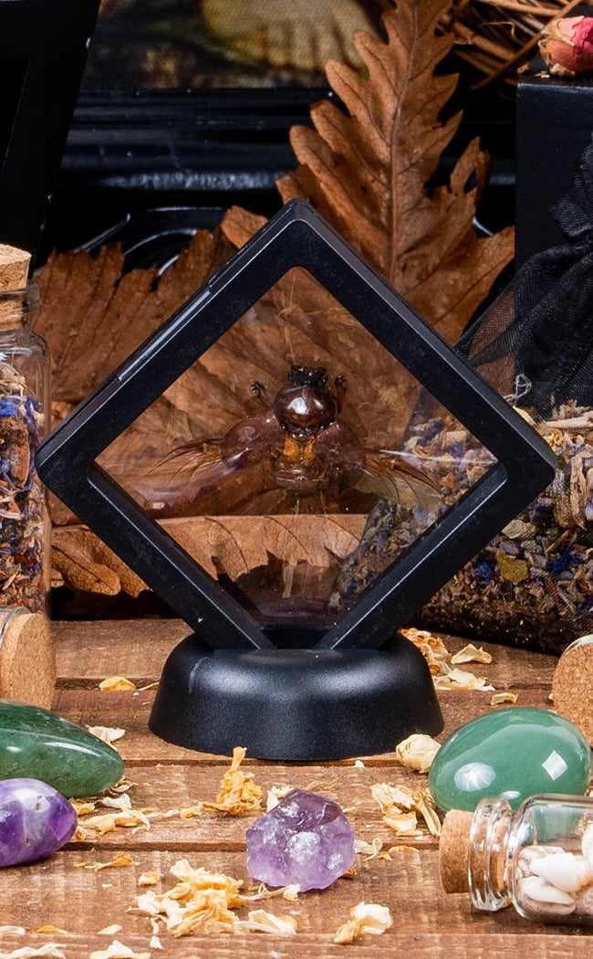 Spread Beetles in Display Case Curiosity-Oddities & Curiosities-Tragic Beautiful