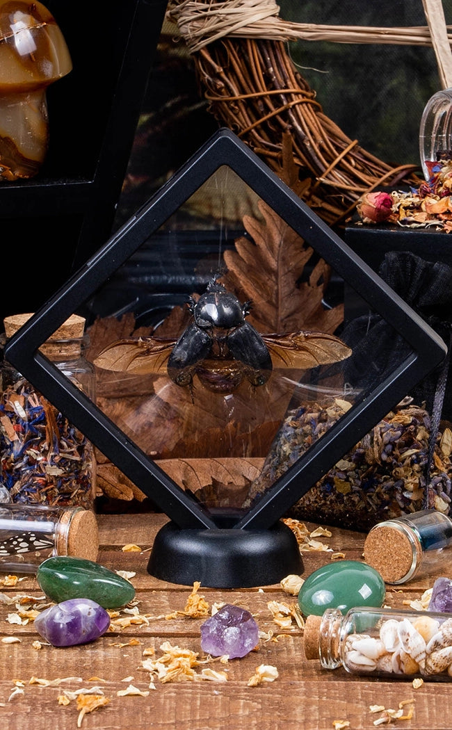 Spread Beetles in Display Case Curiosity-Oddities & Curiosities-Tragic Beautiful