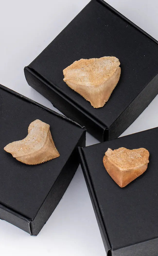 Squalicorax Fossil Shark Teeth-Crystals-Tragic Beautiful