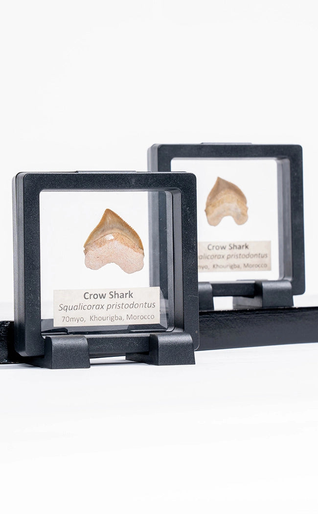 Squalicorax Fossil Shark Teeth in Display Case