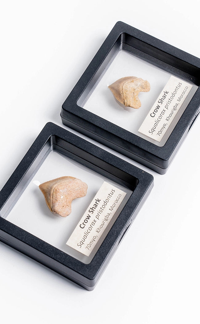 Squalicorax Fossil Shark Teeth in Display Case