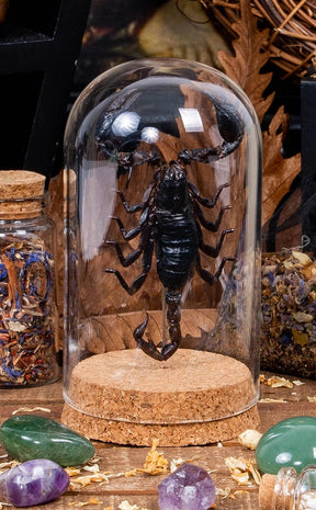 Taxidermy Giant Scorpion in Glass Dome-Oddities & Curiosities-Tragic Beautiful