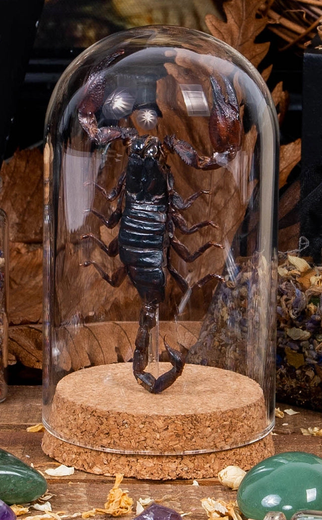 Taxidermy Giant Scorpion in Glass Dome-Oddities & Curiosities-Tragic Beautiful
