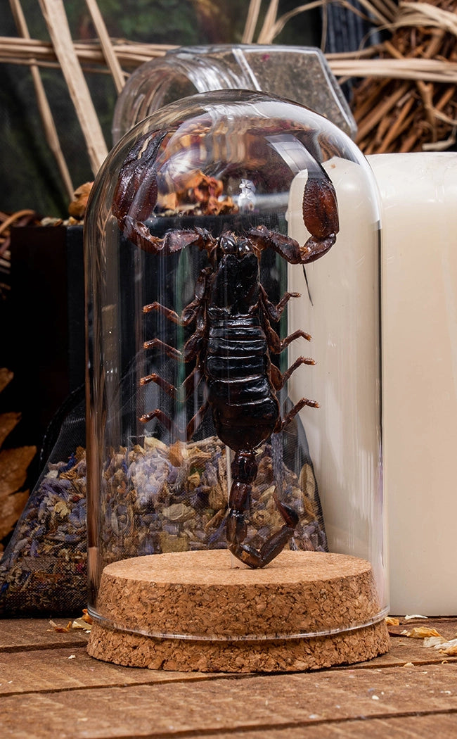 Taxidermy Giant Scorpion in Glass Dome-Oddities & Curiosities-Tragic Beautiful