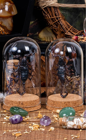 Taxidermy Giant Scorpion in Glass Dome-Oddities & Curiosities-Tragic Beautiful