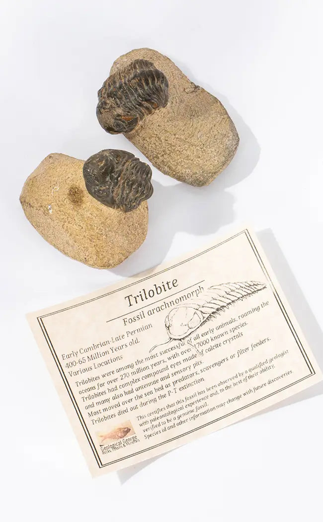 Trilobite Fossils In Matrix