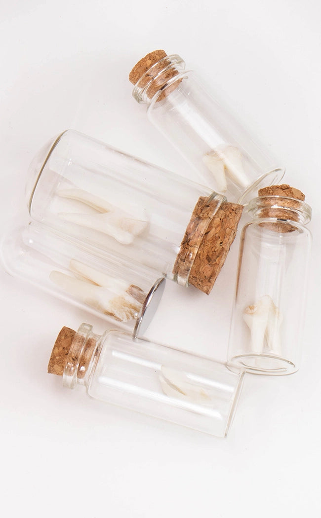 Wild Boar Tooth in Glass Vial