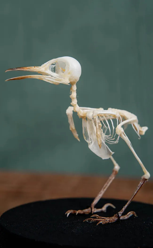 Ashy Tailorbird (Orthotomus ruficeps) Bird Skeleton in Dome