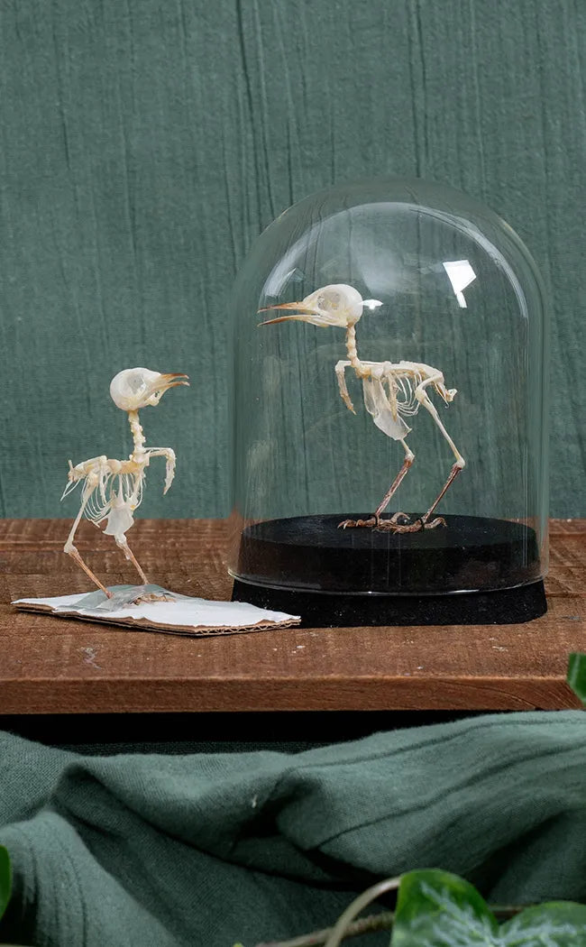 Ashy Tailorbird (Orthotomus ruficeps) Bird Skeleton in Dome